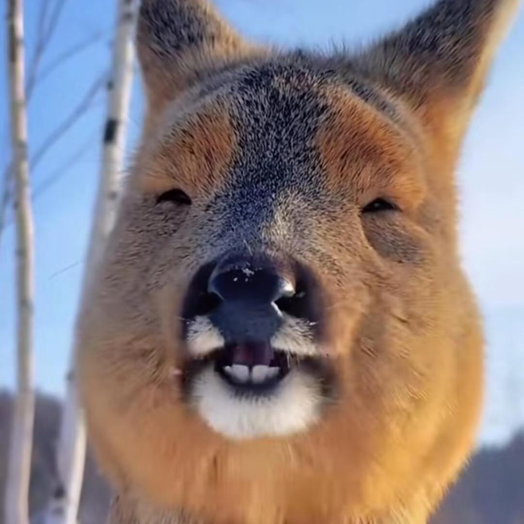 倔犟的八戒