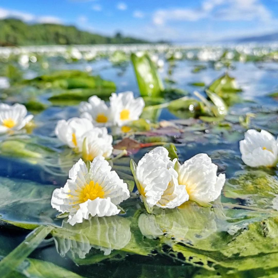 一路生花