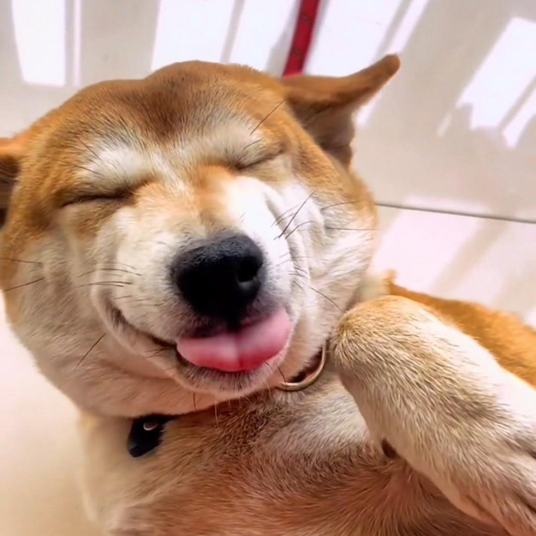柴犬胖胖