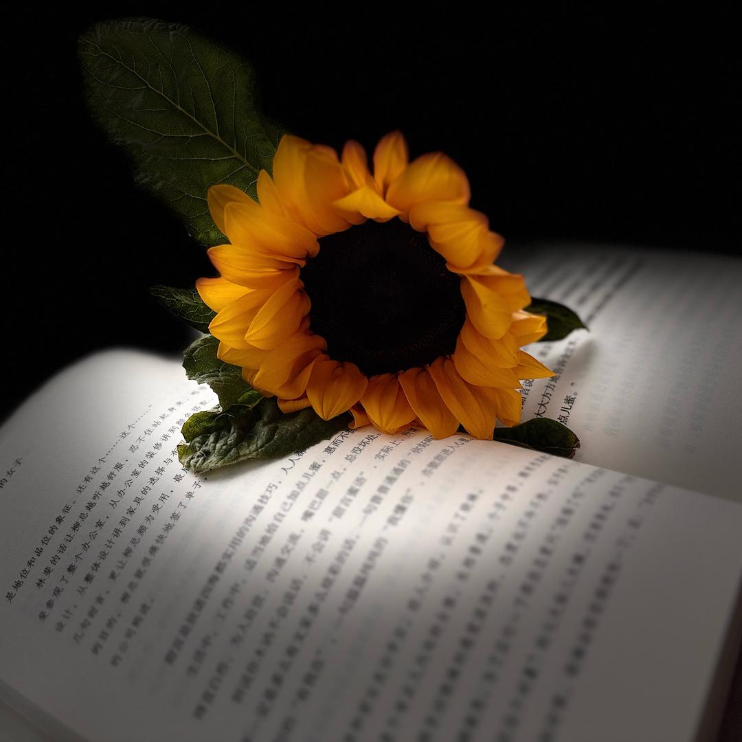 糖心💕何包蛋🥚