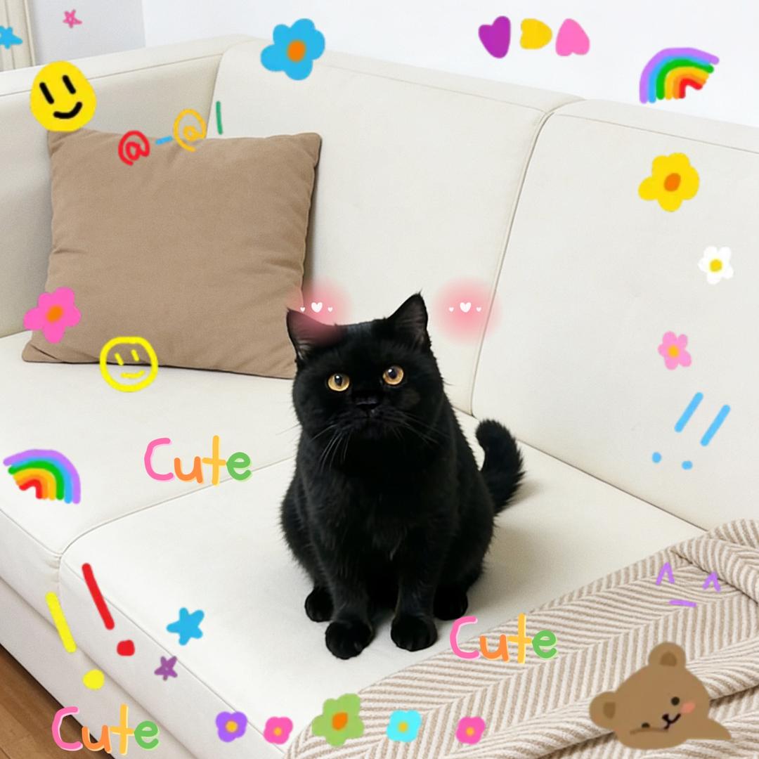 叽壹昂姜🐈‍⬛