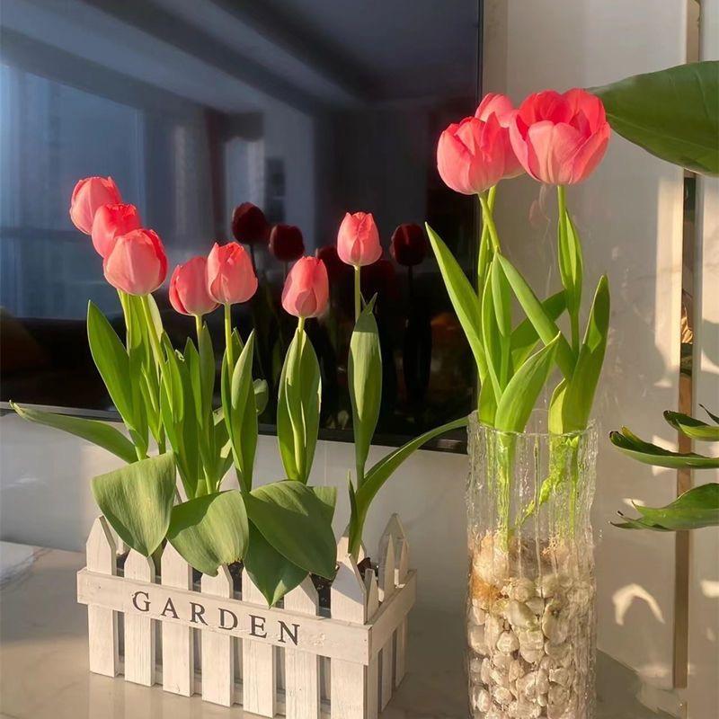 斗雪园艺旗舰店