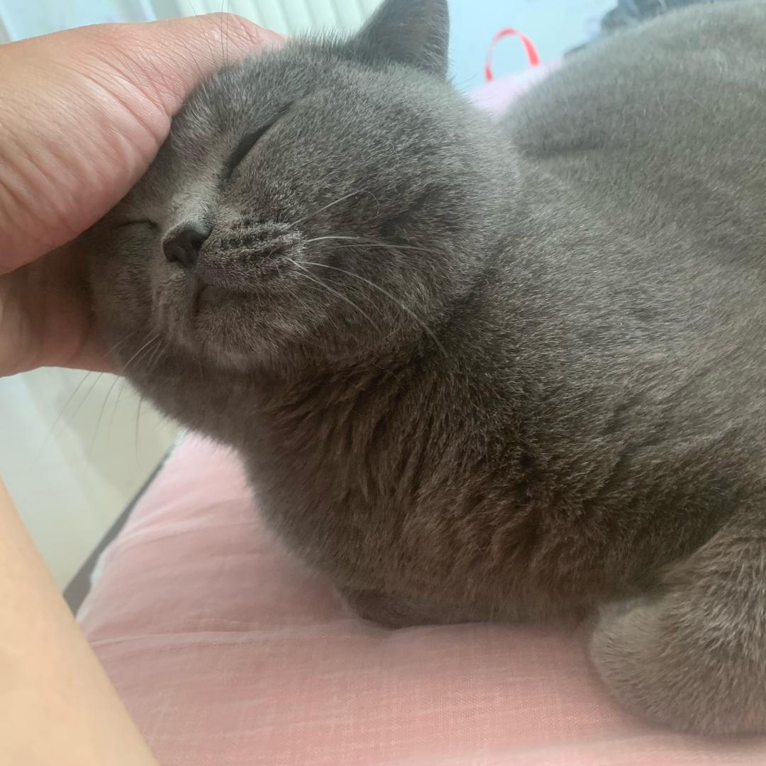 哈喽佩奇