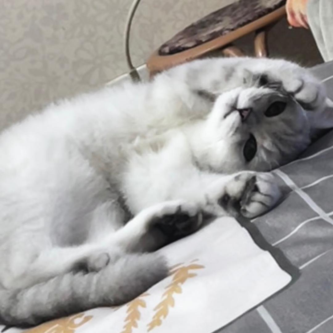 成有所成