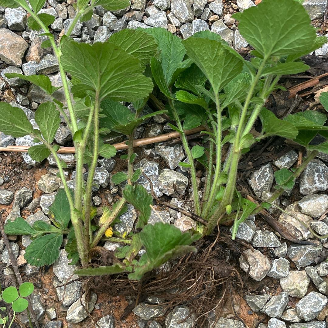 @良哥（草草谣）