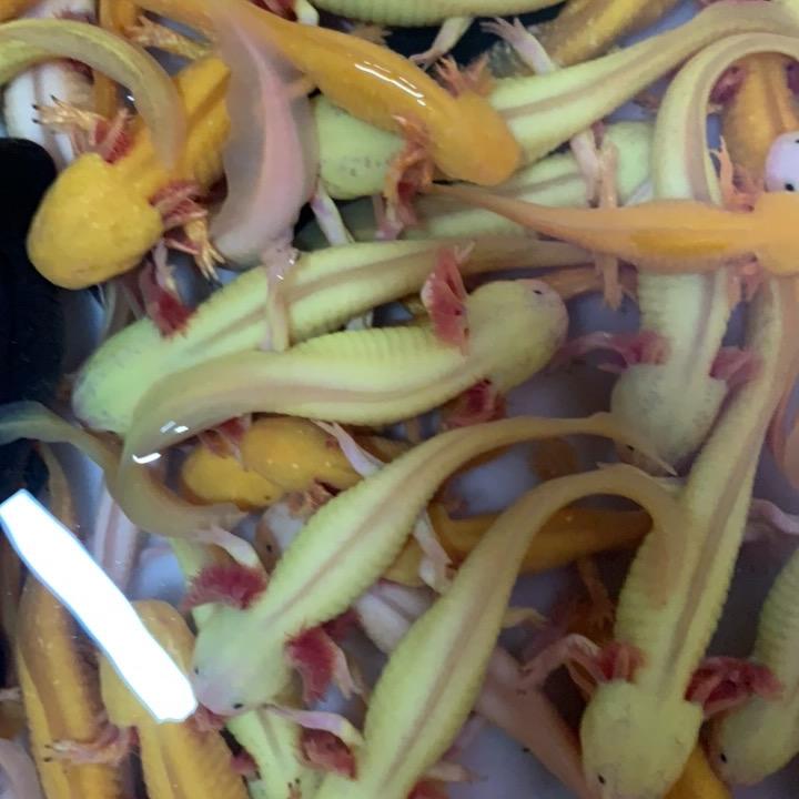 六脚恐龙鱼繁殖场