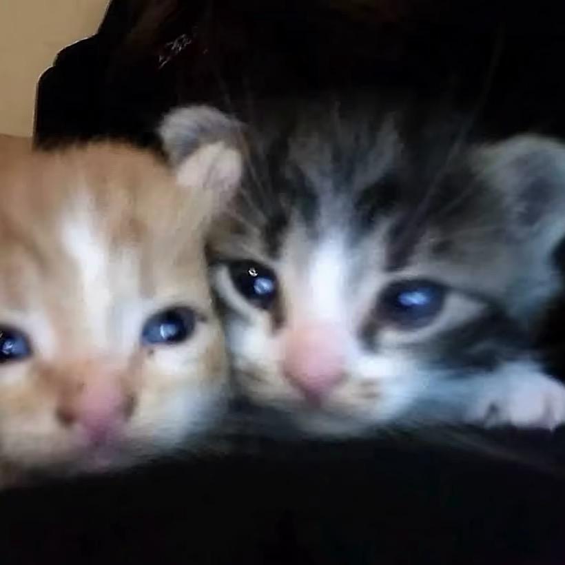 番茄你个西红柿