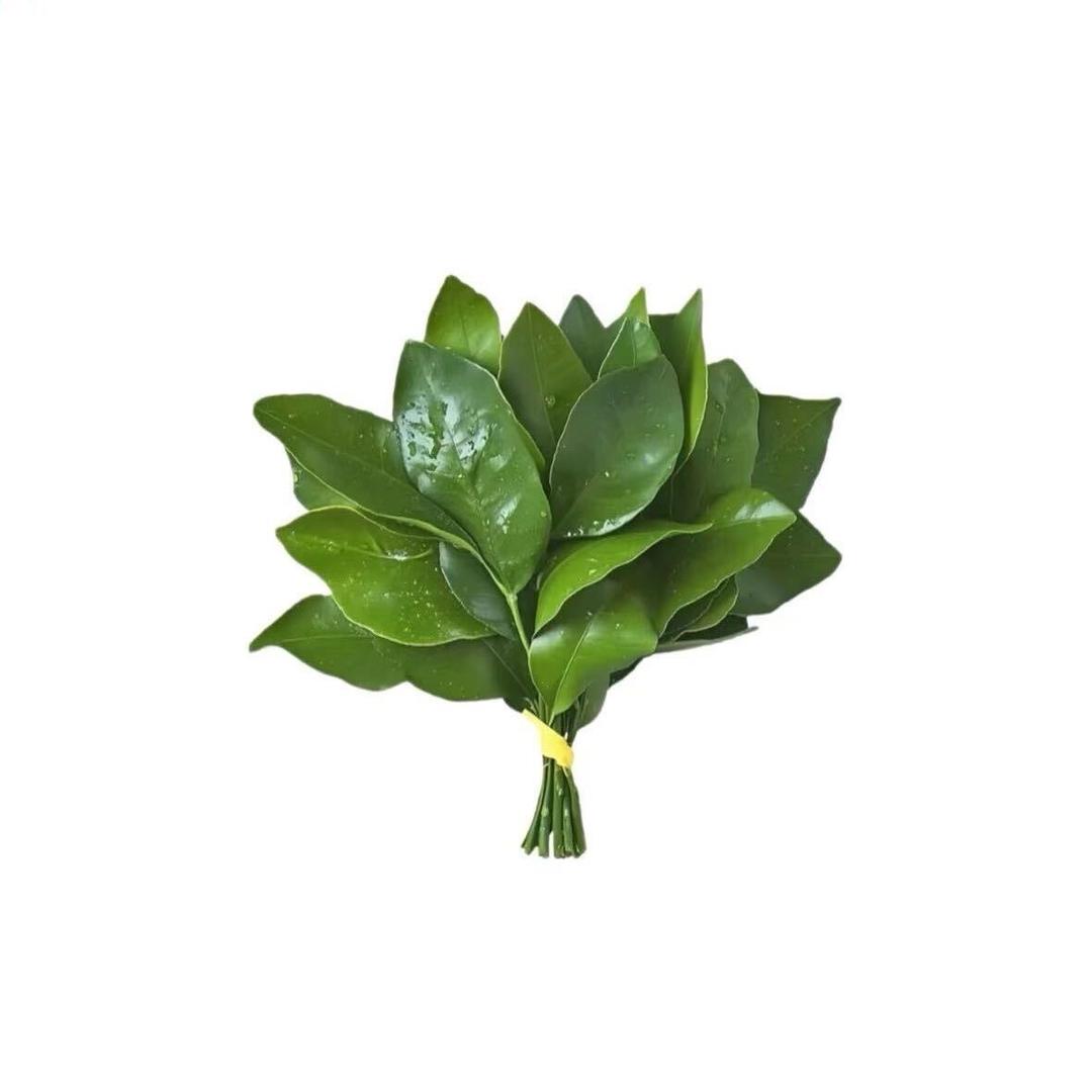 奶思兔米鱿