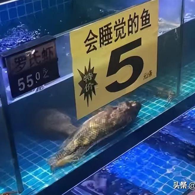 呜呜呜呜哈哈