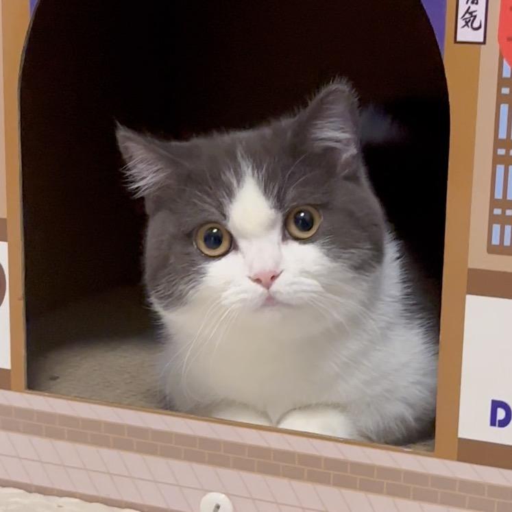 团子来了(猫粮狗粮)