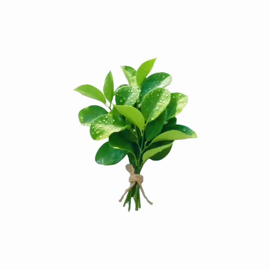 孟孟呀🍀