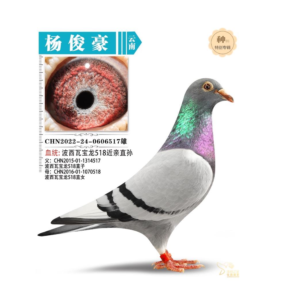 让养赛鸽的先富起来🍊