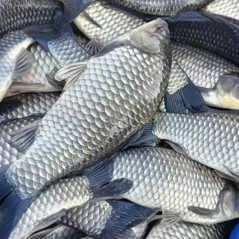 丰源水产养殖基地