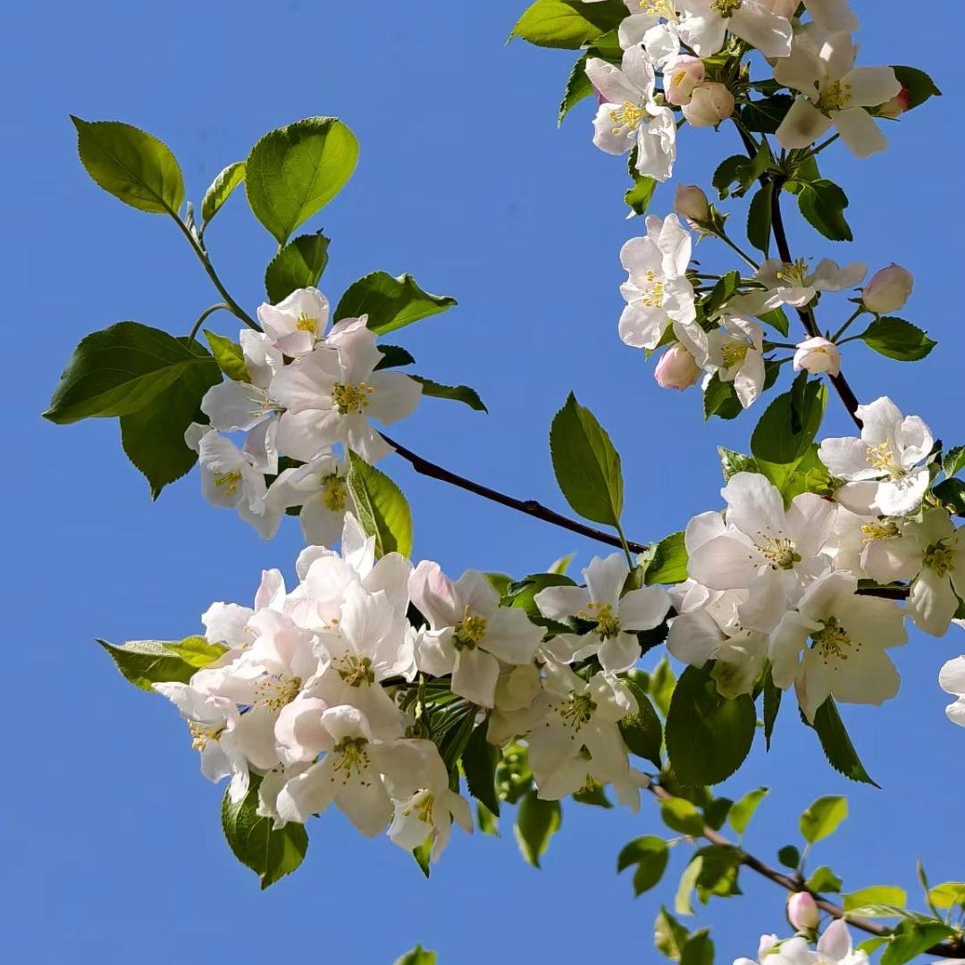 大厂鑫姐清真牛羊肉个体店授权