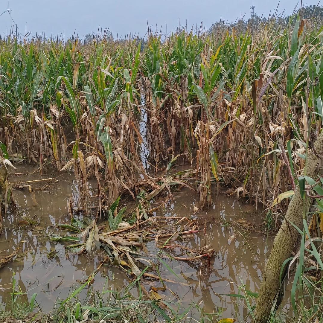 豫全丰农资小麦