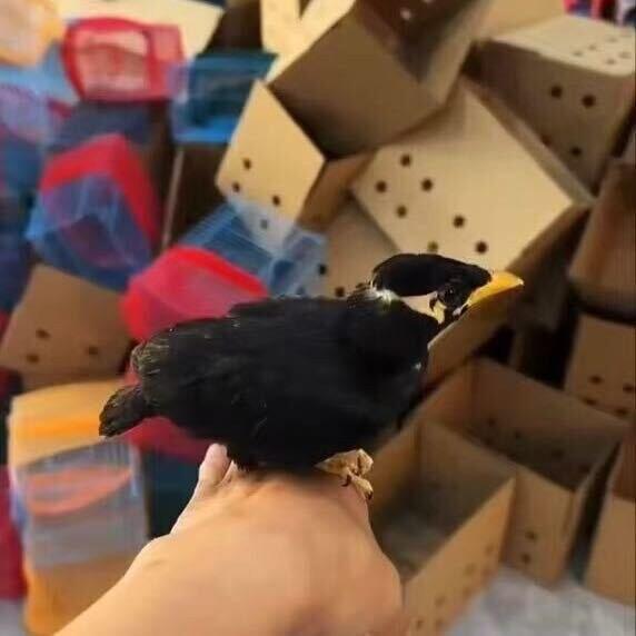 鹩哥养殖场