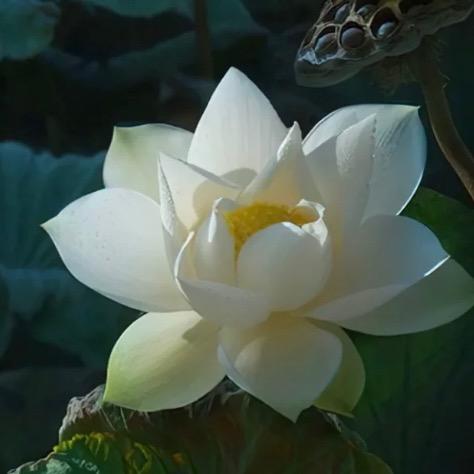 禅音修心