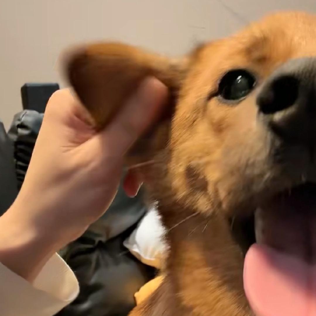 不加糖不加糖，谢谢！