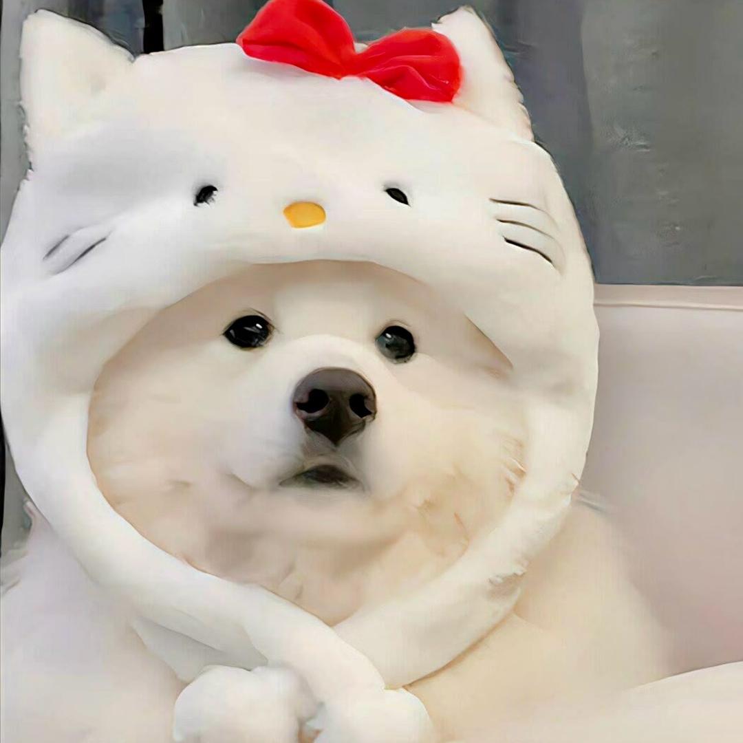 凤舞九天🇨🇳