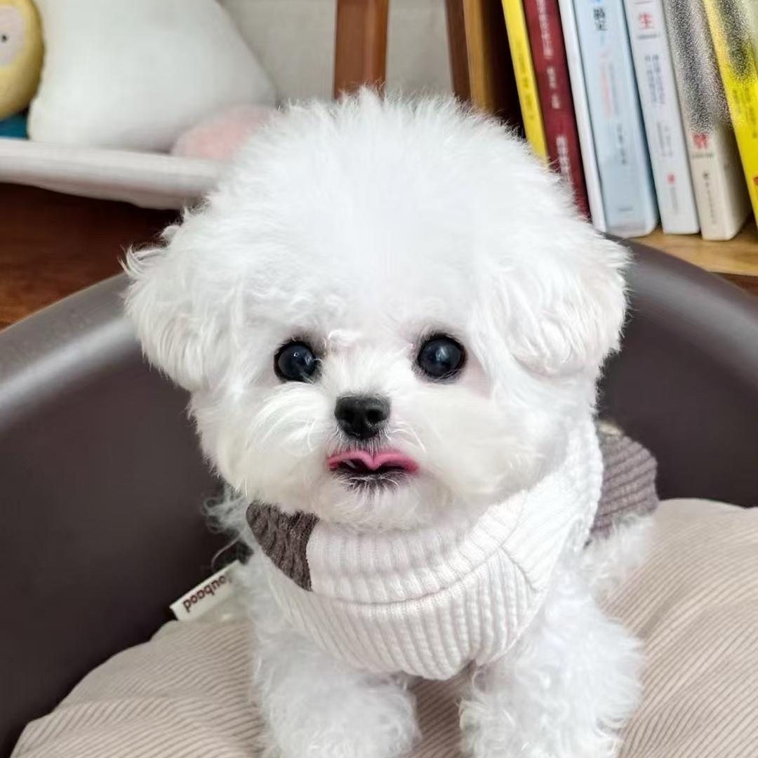 懂群创意小铺