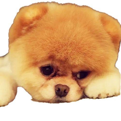 猪旺爱故事