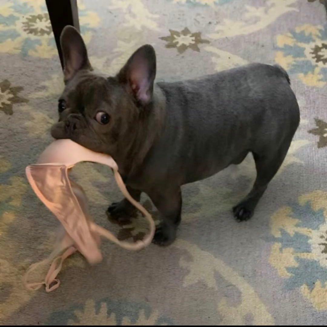 喵小旺宠物生活馆