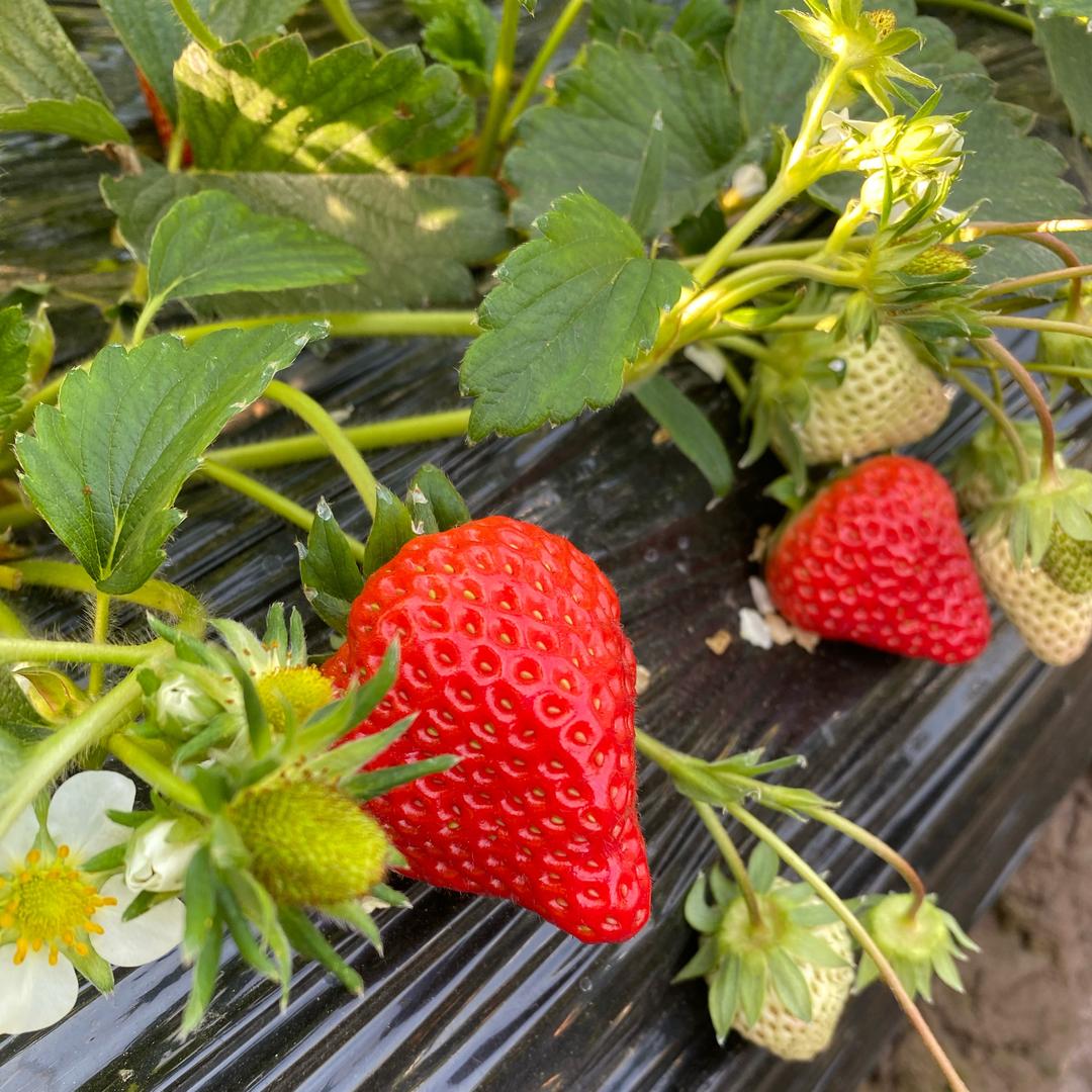 优质草莓葡萄西瓜采摘园宠粉号