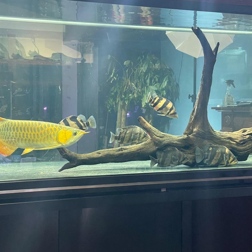 纳水阁水族图文号