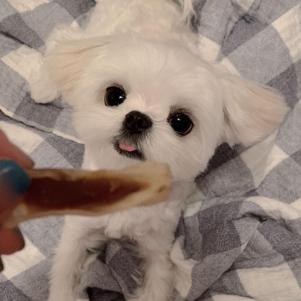 巴伊家的马尔济斯