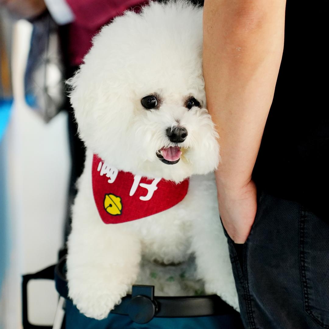 二姐家满仔🐶