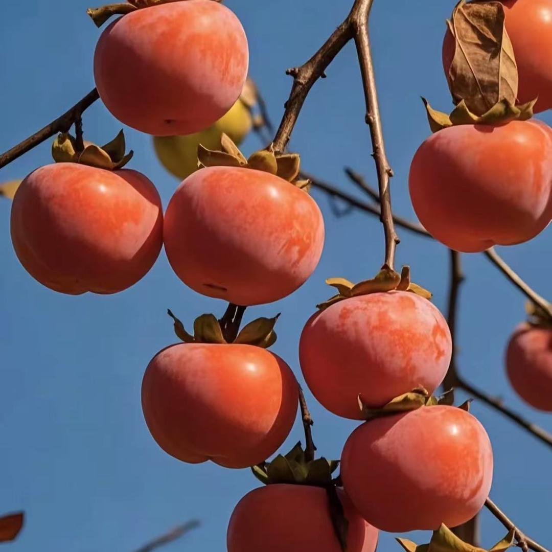 墨香果树苗木专营店