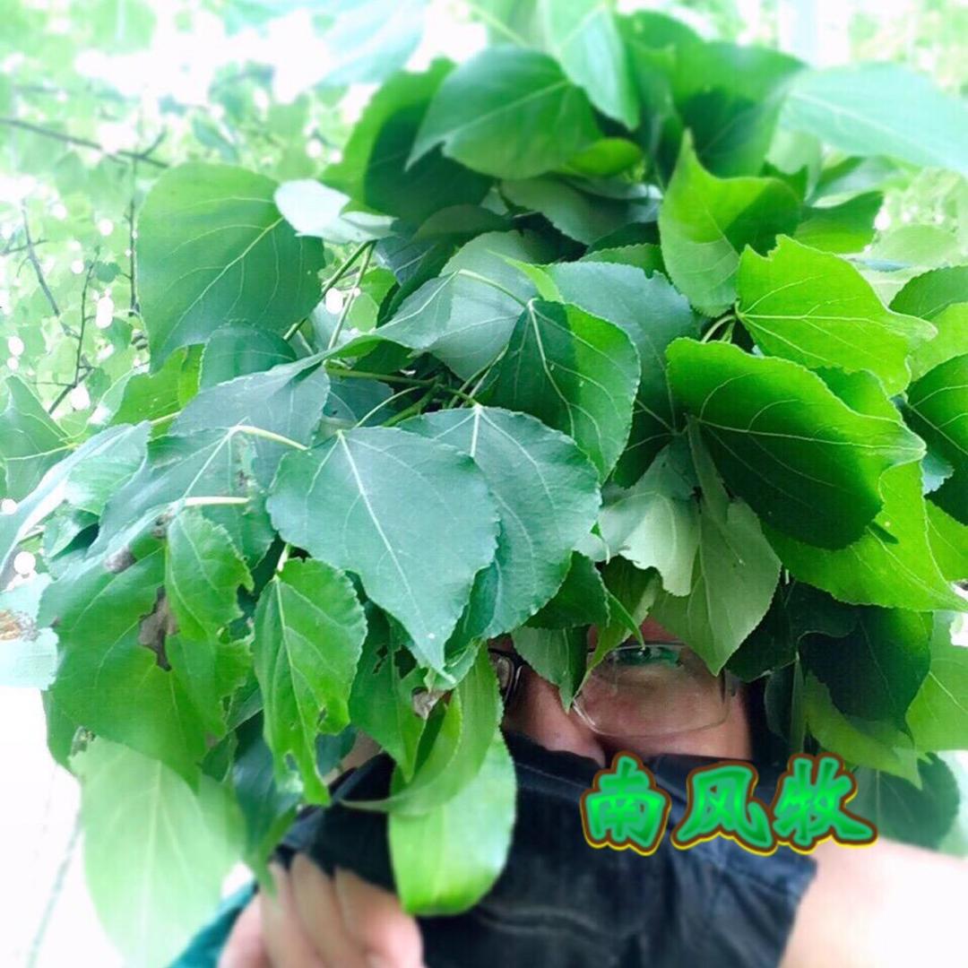 南风牧