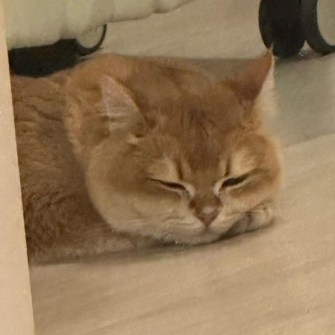 何枝南