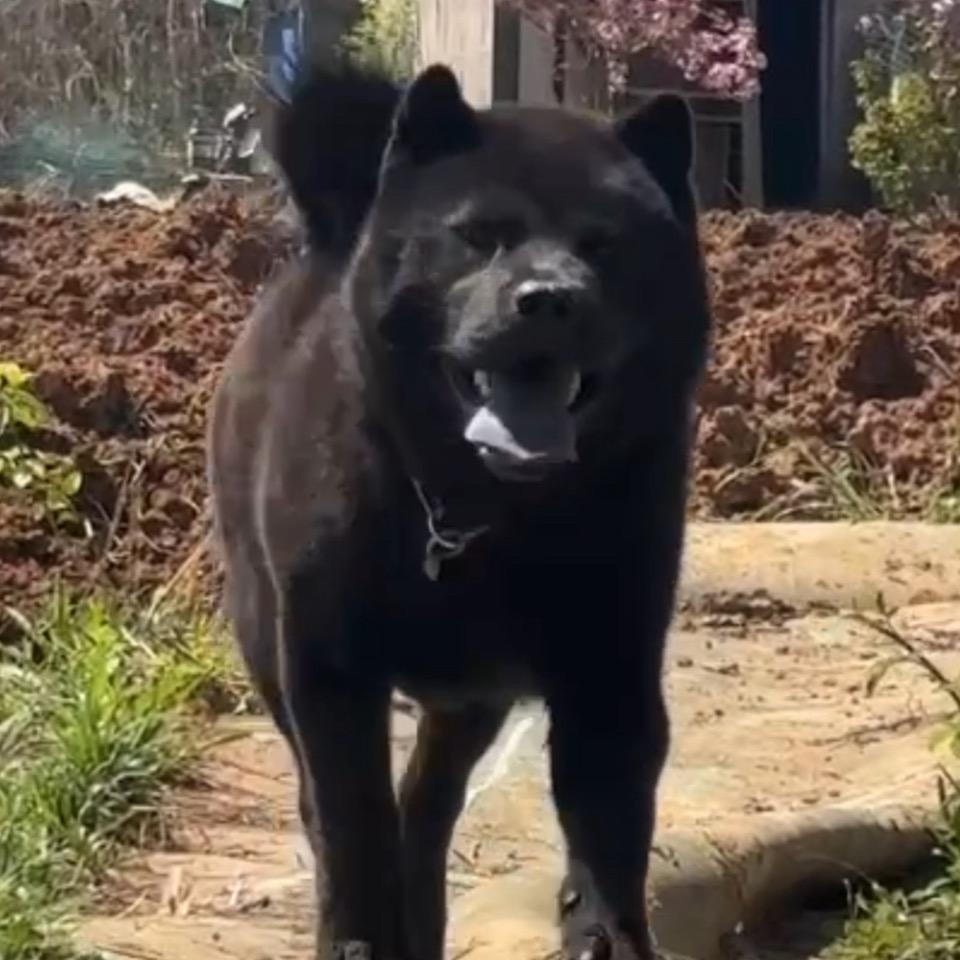 风行土狗