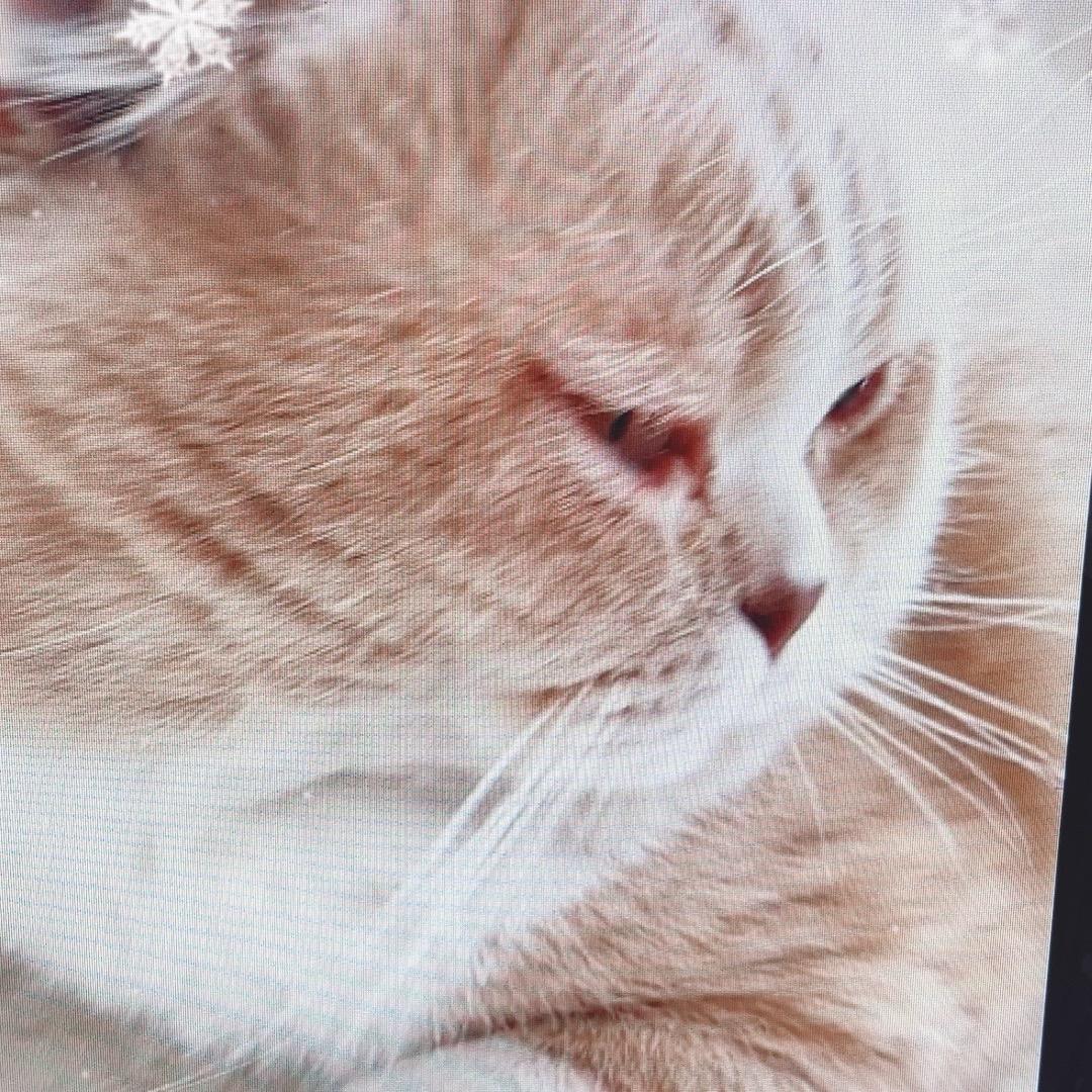 韩宠猫砂宠物用品