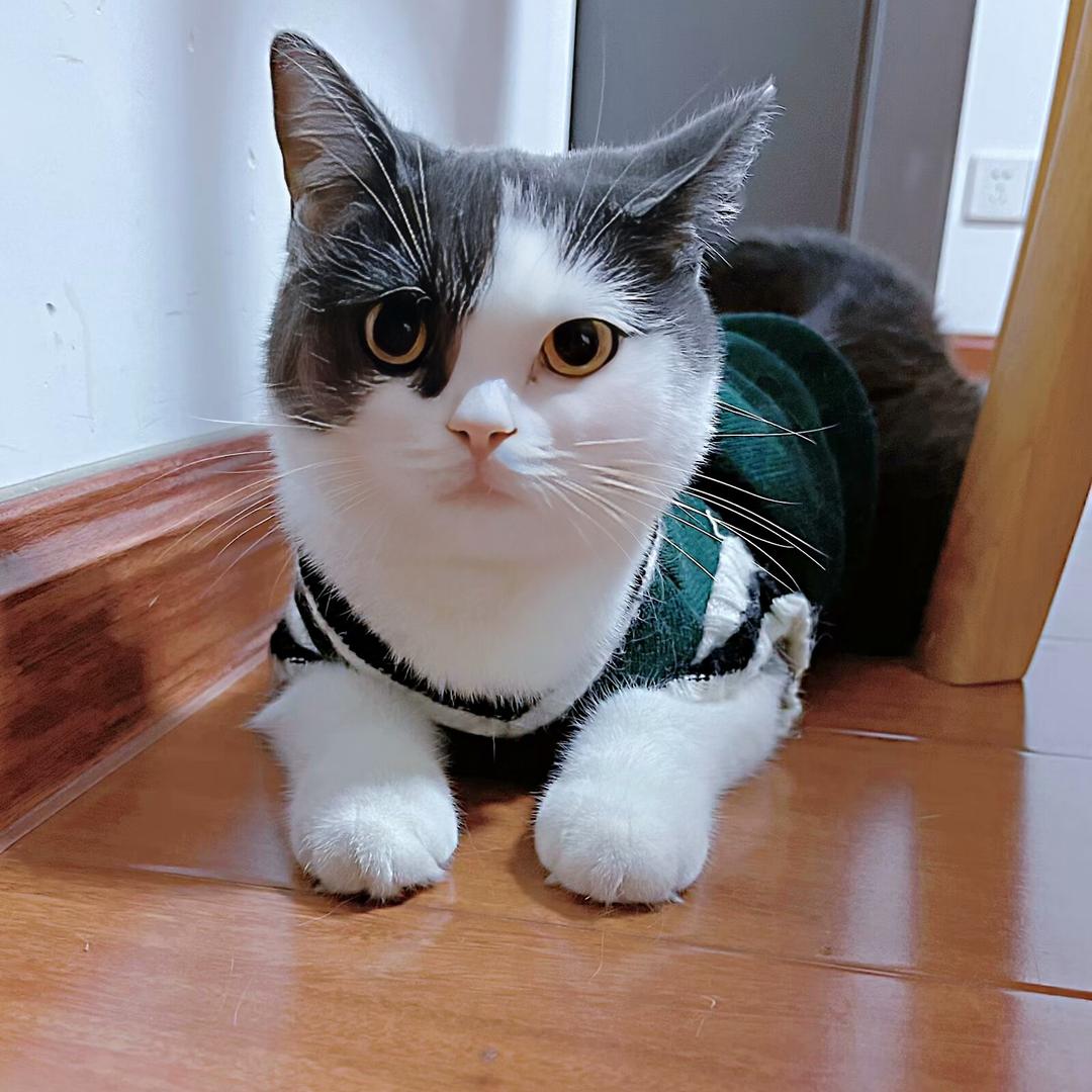 小福星宠物商品