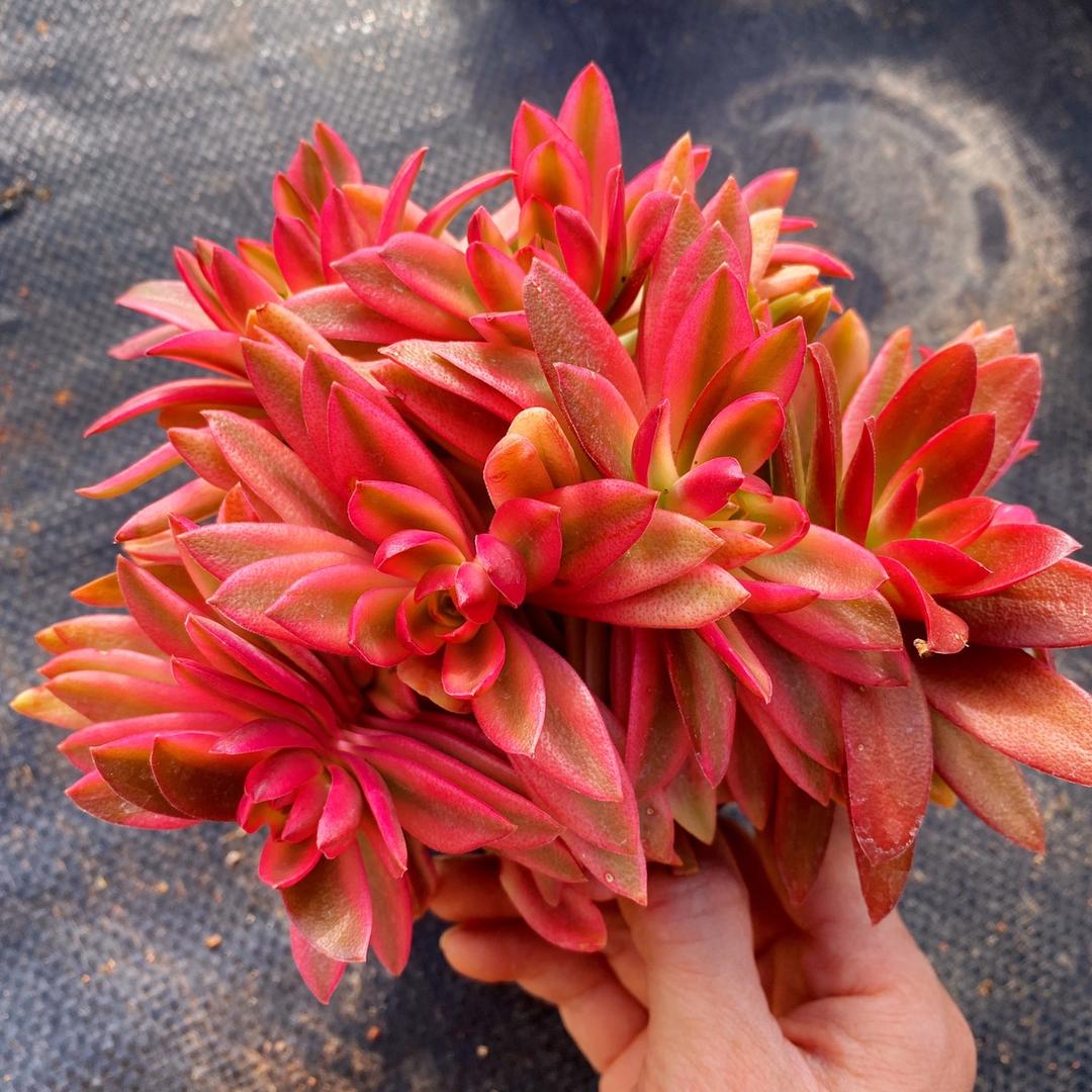 小银子多肉花卉