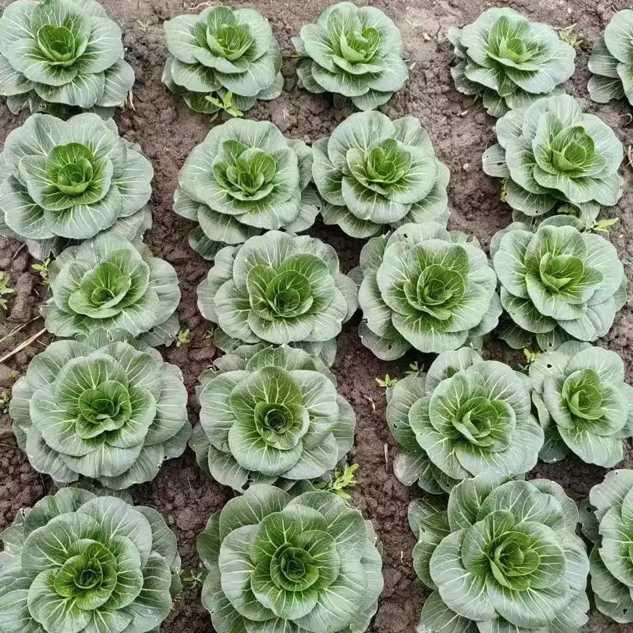 花千粒花卉种子