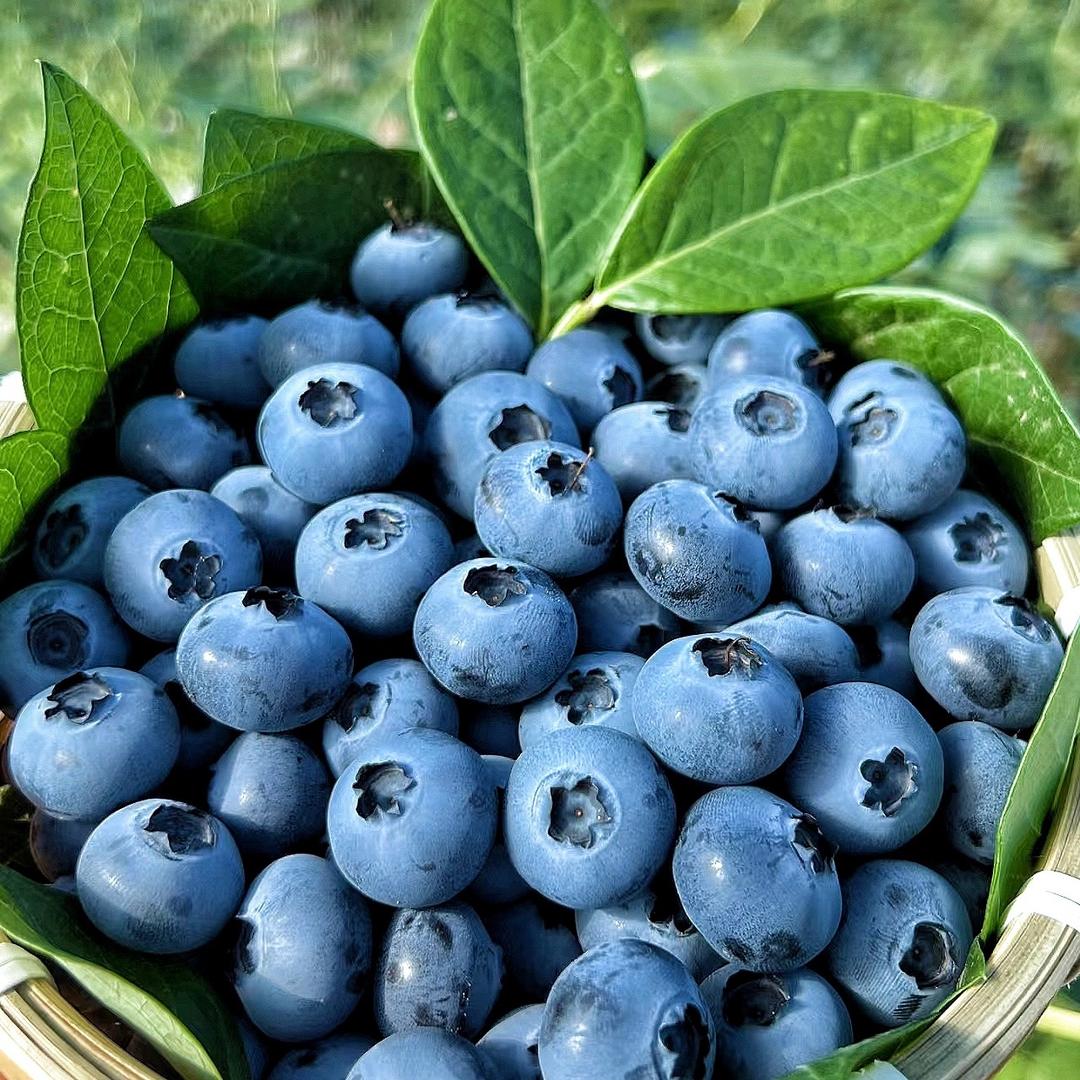 檀越商贸水果专营店