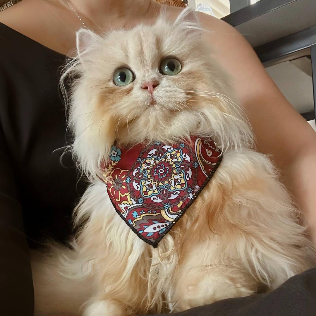 岚岚的渐层猫舍（售猫）