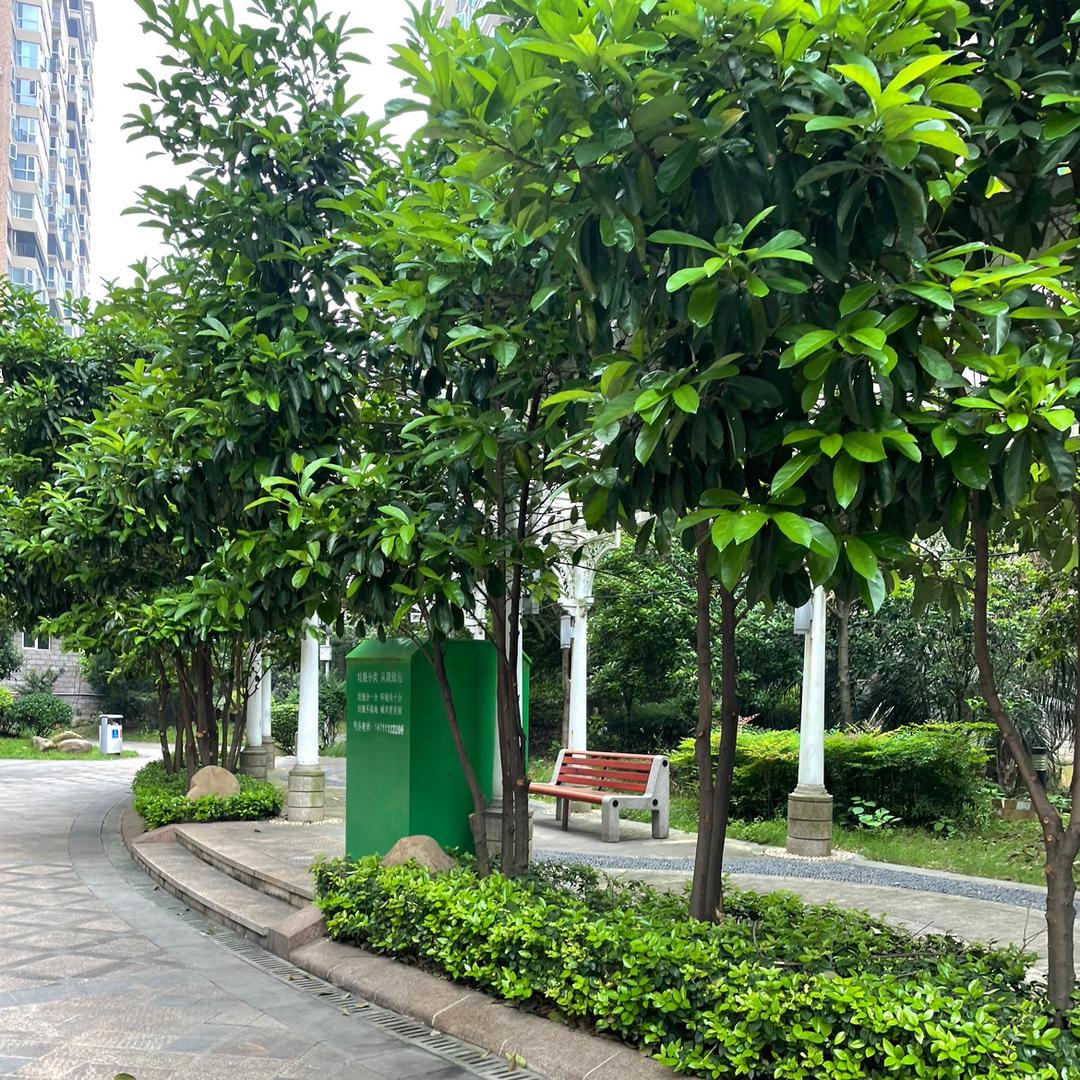 清茶  清茶