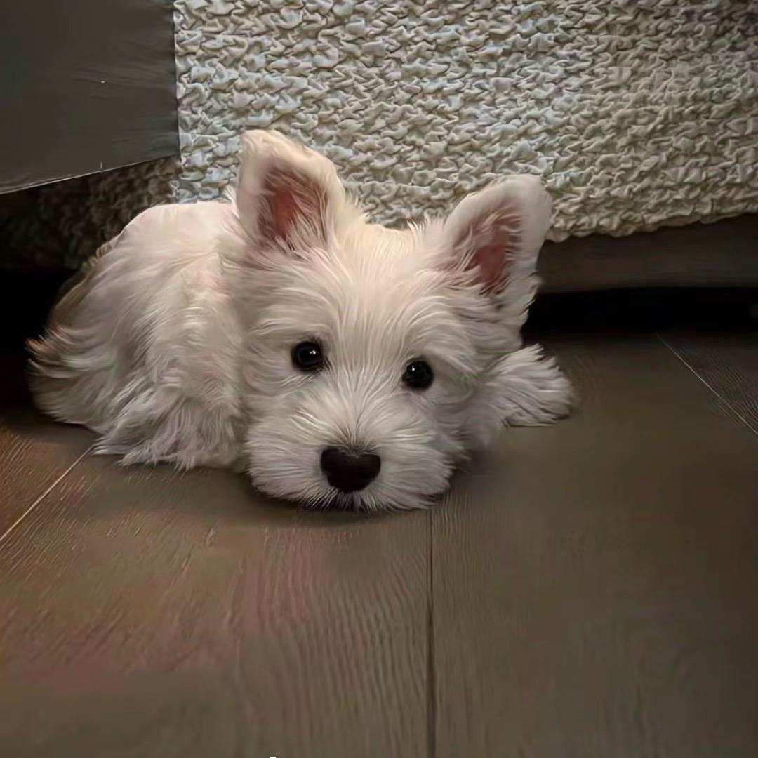 小家伙