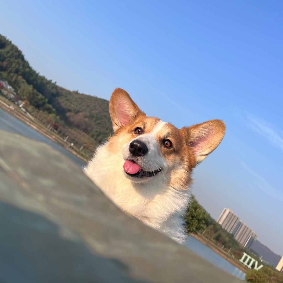 卷毛可乐吖