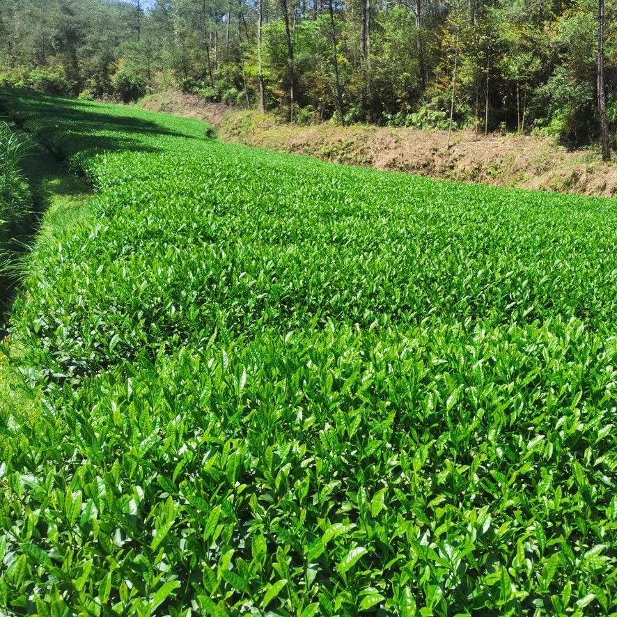 武夷山若馨茶叶店