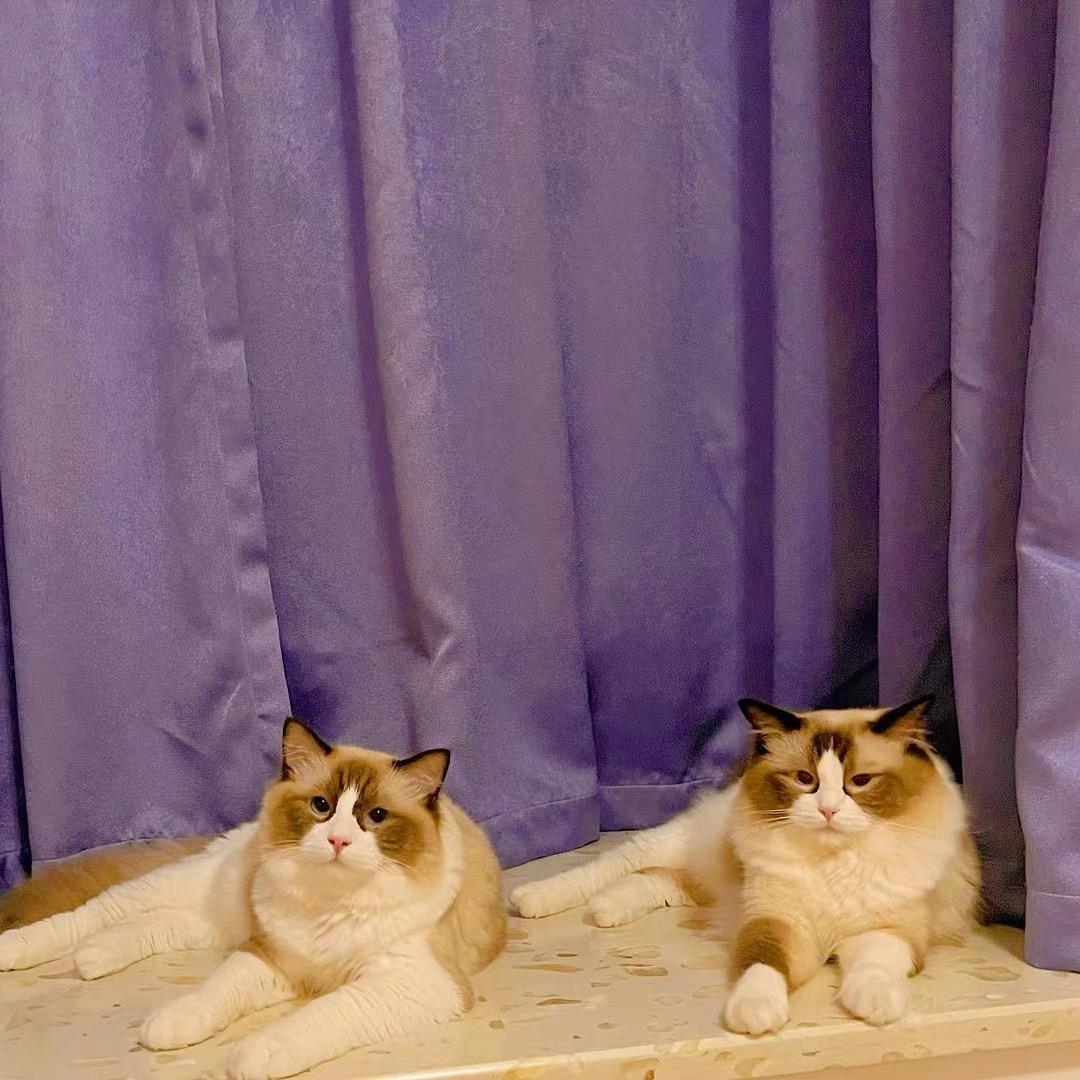 灰。