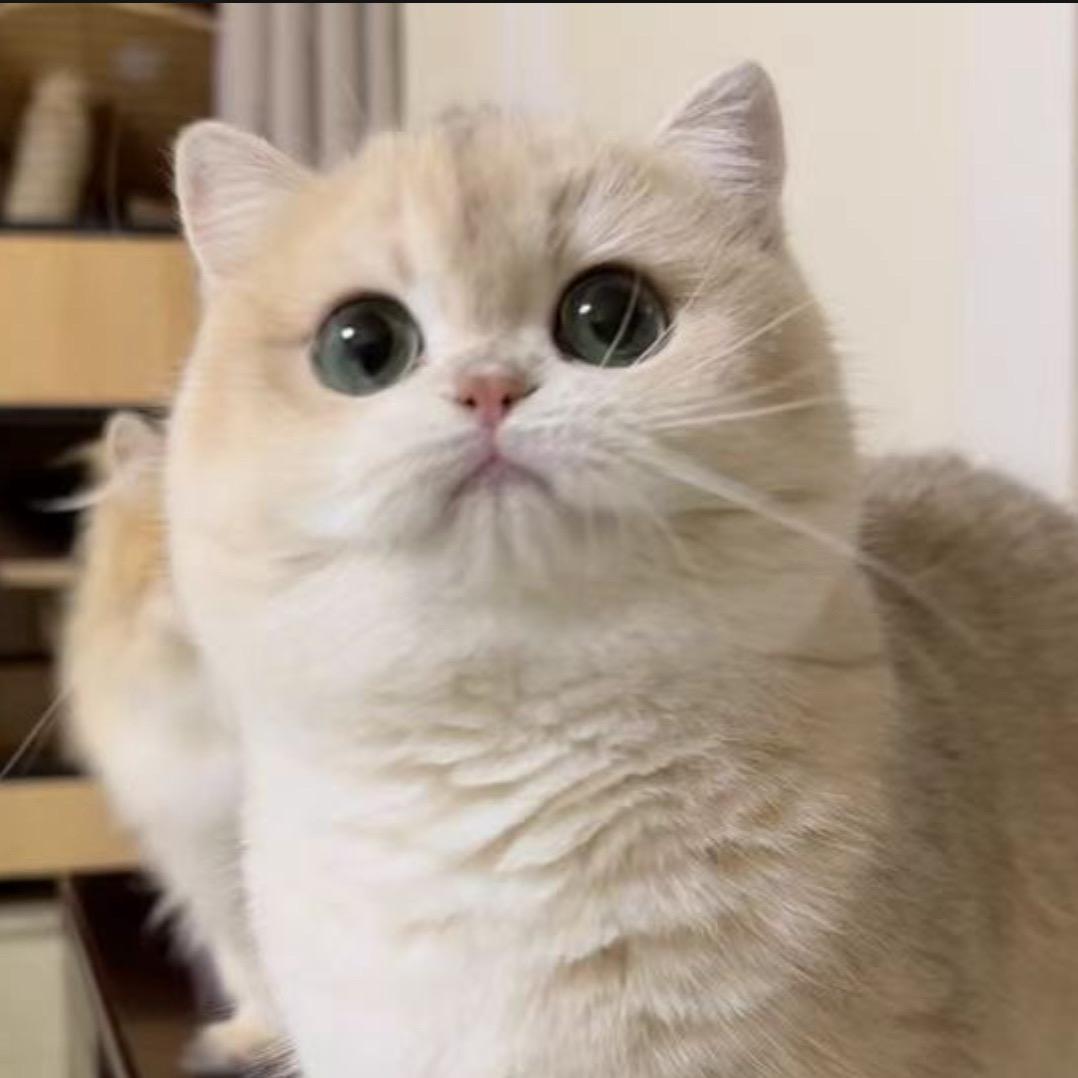 五叔说猫