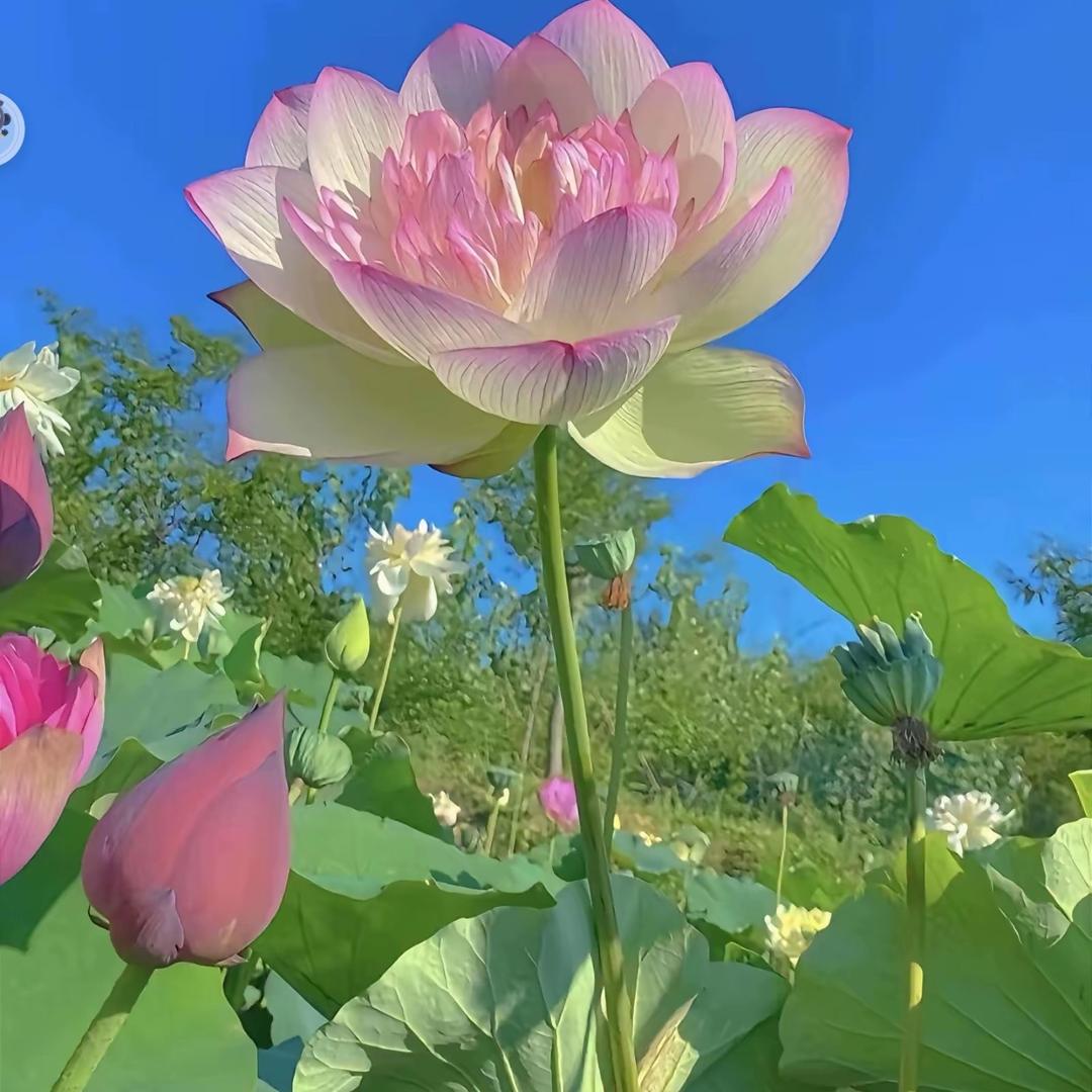 淡若清风