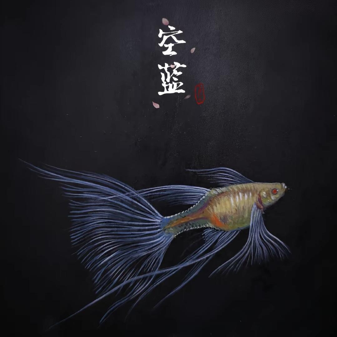 鑫鑫观赏孔雀鱼