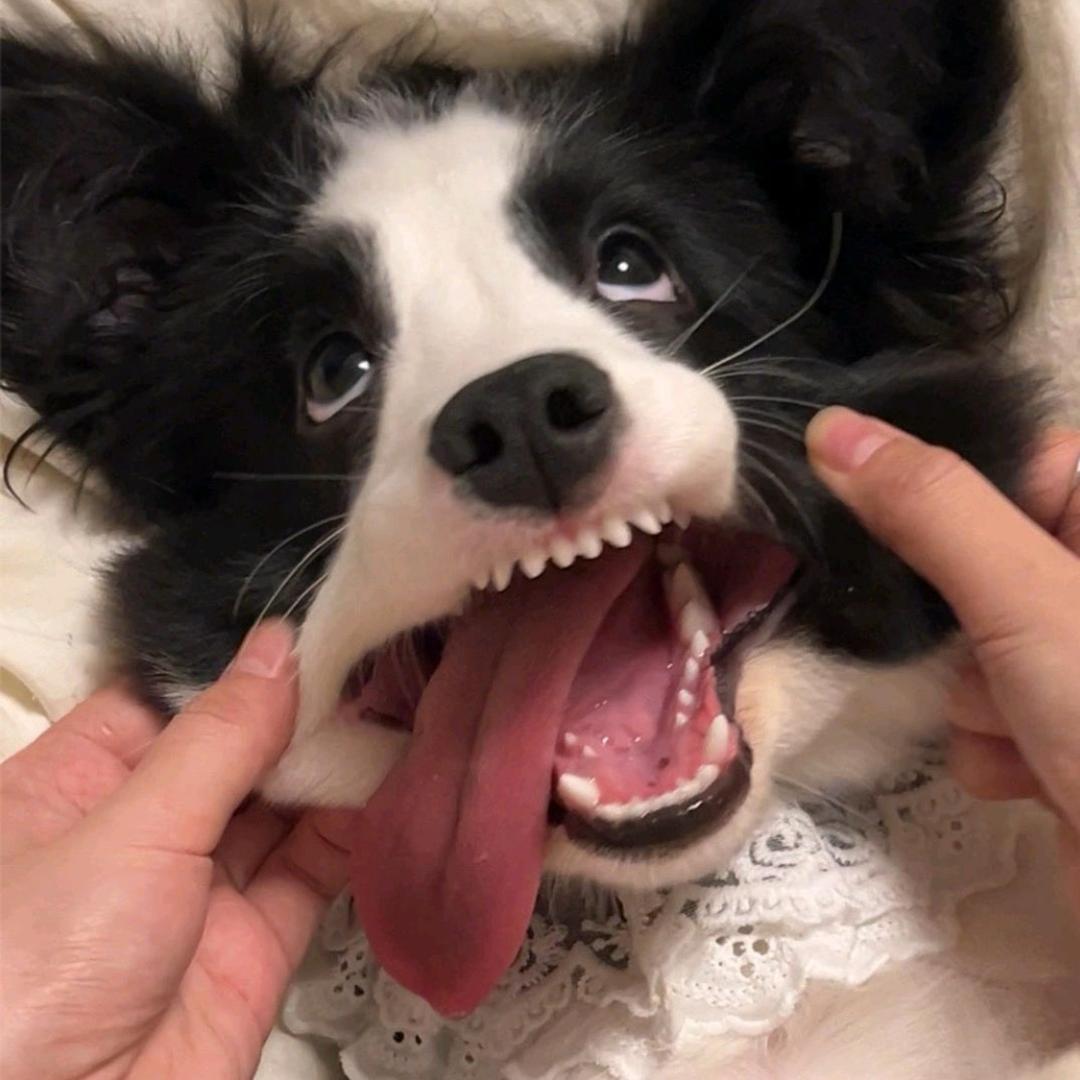 Lzh