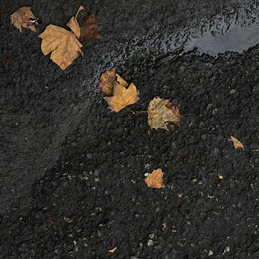-自然形态🍁
